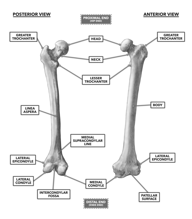 Anterior and Posterior Femur